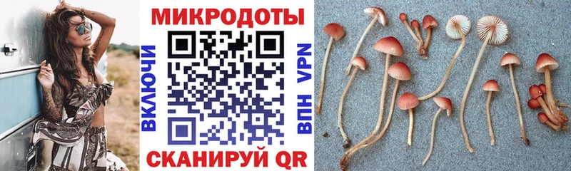 Псилоцибиновые грибы Psilocybe  Михайловка 